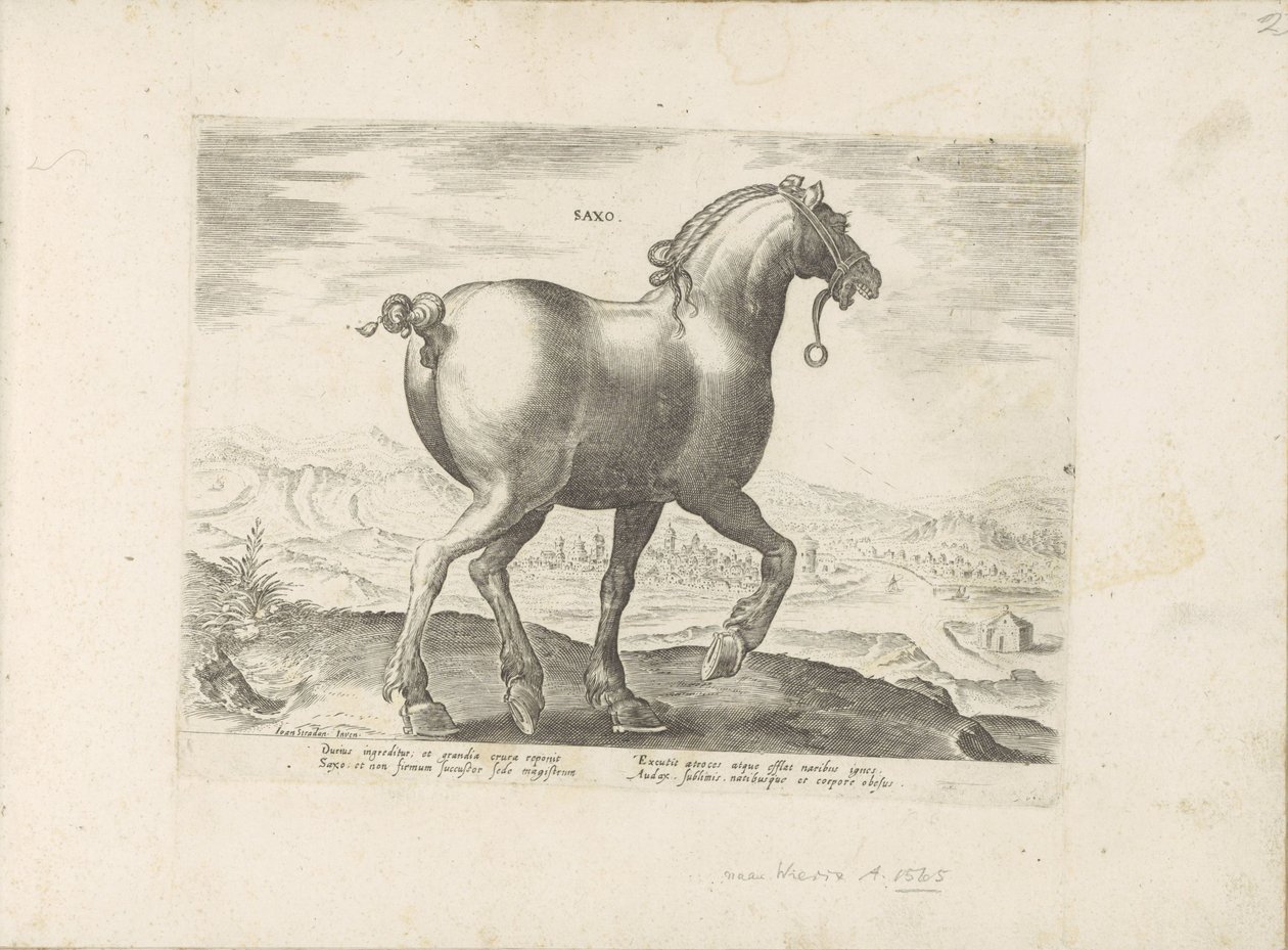 Paard uit Saksen Saxo (titel på objekt) Paardenrassen uit de Koninklijke stallen van Don Juan van Austria (serietitel) Hesten, hvor alle slags adelige: hestes opførsel adskilt fra forskellige dele af verden udvalgt (...) (serietitel på objekt) af Anonymous