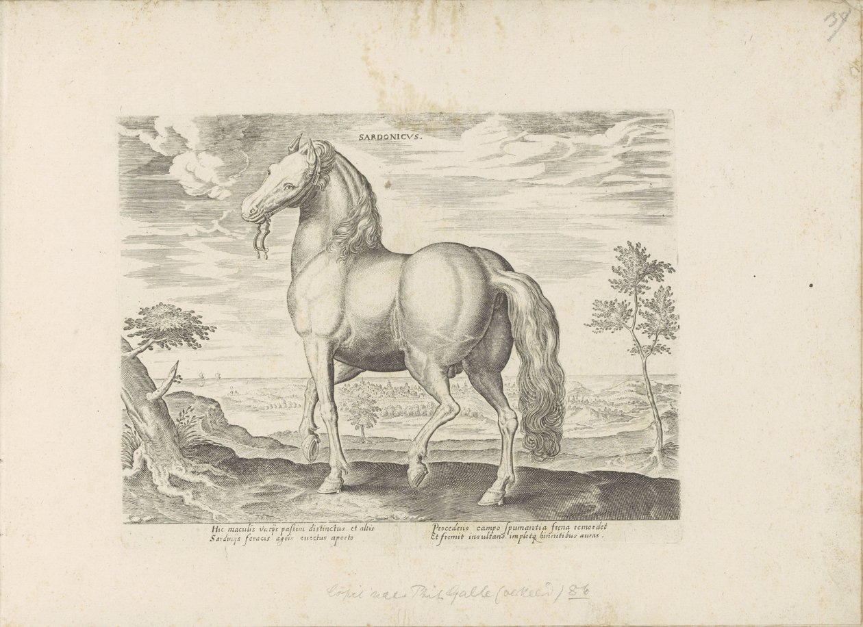 Paard fra Sardinien Sardonicus (titel på objekt) Paardenrassen uit de Koninklijke stallen van Don Juan van Austria (serietitel) Hesten, hvor alle former for adelsmænd: hestes opførsel adskilt fra forskellige dele af verden udvalgt (...) (serietitel på af Anonymous