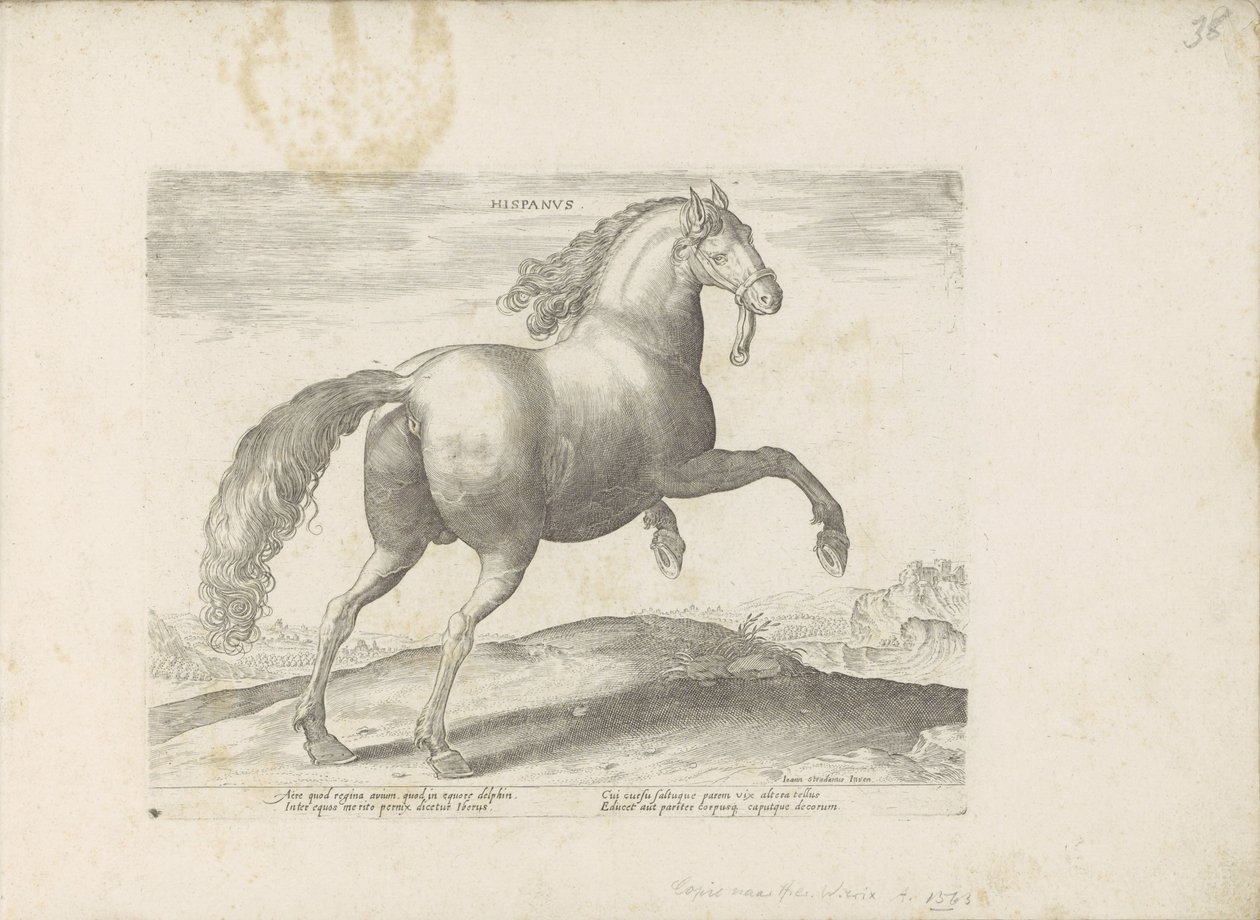Paard ud Spanien Spansk (titel på objekt) Paardenrassen uit de Koninklijke stallen van Don Juan van Austria (serietitel) Hesten, hvor alle slags adelige: hestes opførsel, der skelnes fra forskellige dele af verden udvalgt (...) (serietitel på obj af Anonymous