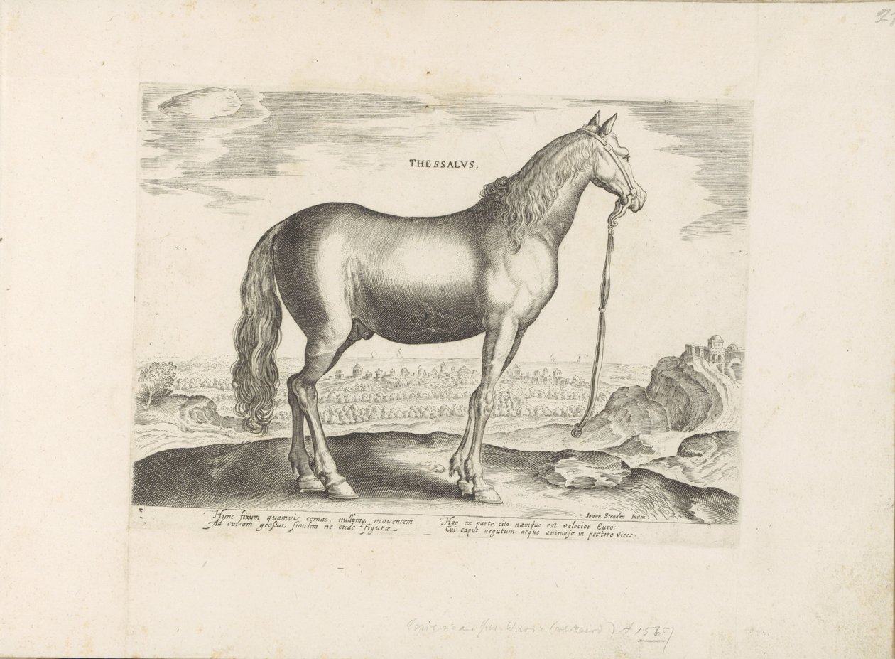 Paard uit Thessalië Thessalien (titel på objekt) Paardenrassen uit de Koninklijke stallen van Don Juan van Austria (serietitel) Hesten, hvor alle former for adelsmænd: hestes opførsel adskilt fra forskellige dele af verden udvalgt (...) (serietitel på af Anonymous