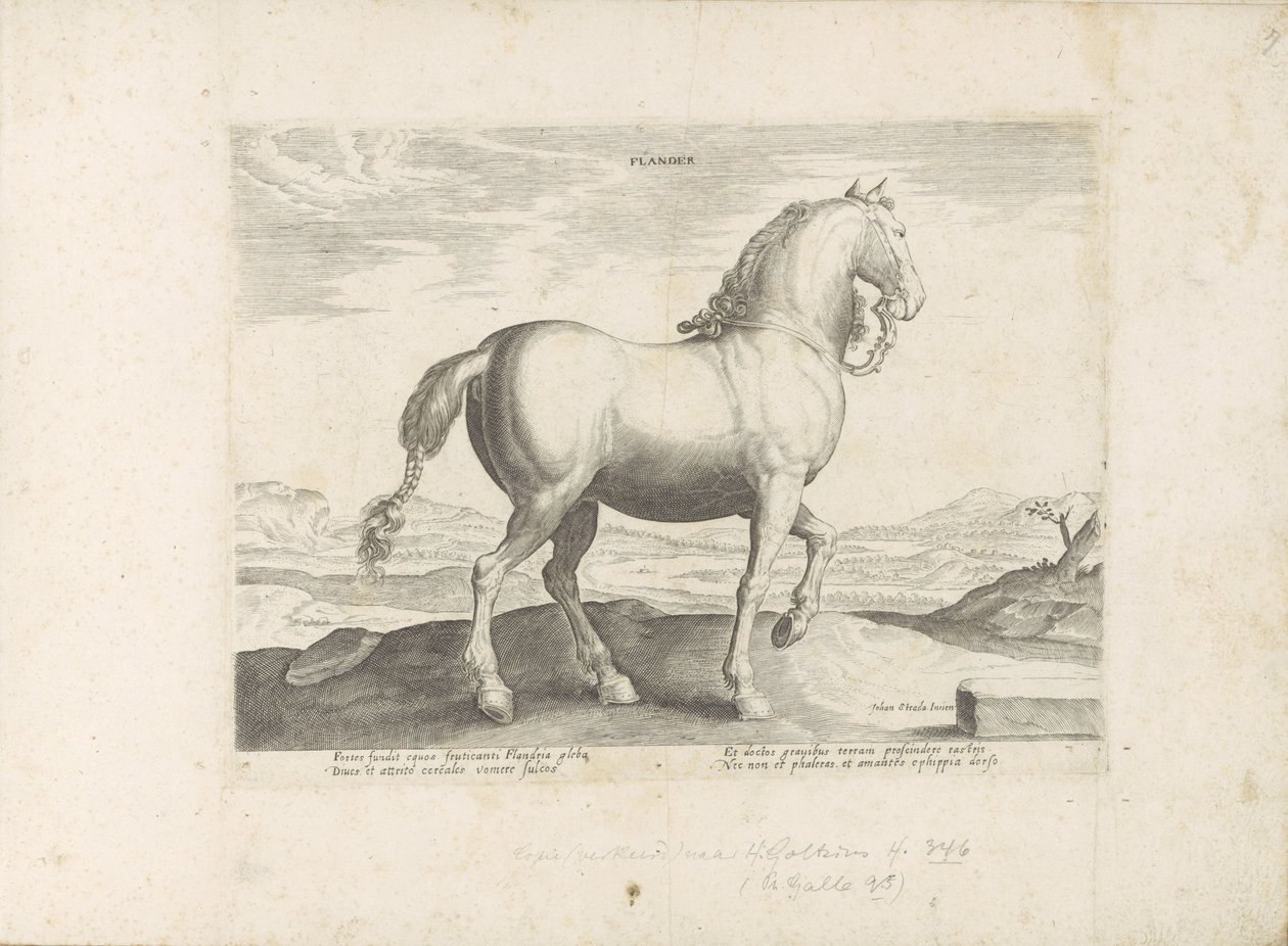 Paard uit Vlaanderen Flandern (titel på objekt) Paardenrassen uit de Koninklijke stallen van Don Juan van Austria (serietitel) Hesten, hvor alle former for adelsmænd: hestes opførsel adskilt fra forskellige dele af verden udvalgt (...) (serietitel på af Anonymous