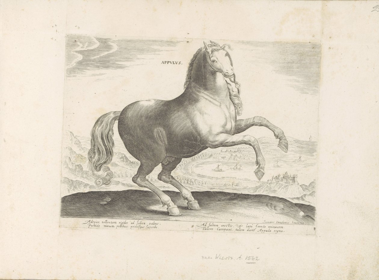 Paard ud Zuid-Italien Appulus (titel på objekt) Paardenrassen uit de Koninklijke stallen van Don Juan van Austria (serietitel) Hesten, hvor alle former for adelsmænd: hestes opførsel adskilt fra forskellige dele af verden udvalgt (...) (serietitel på af Anonymous