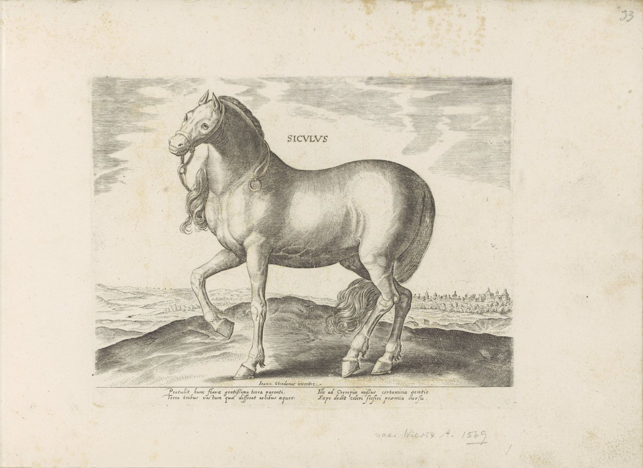 Paard van Sicilie Siculus (titel på objekt) Paardenrassen uit de Koninklijke stallen van Don Juan van Austria (serietitel) Hesten, hvor alle slags adelige: hestes opførsel adskilt fra forskellige dele af verden udvalgt (...) (serietitel på obj af Anonymous
