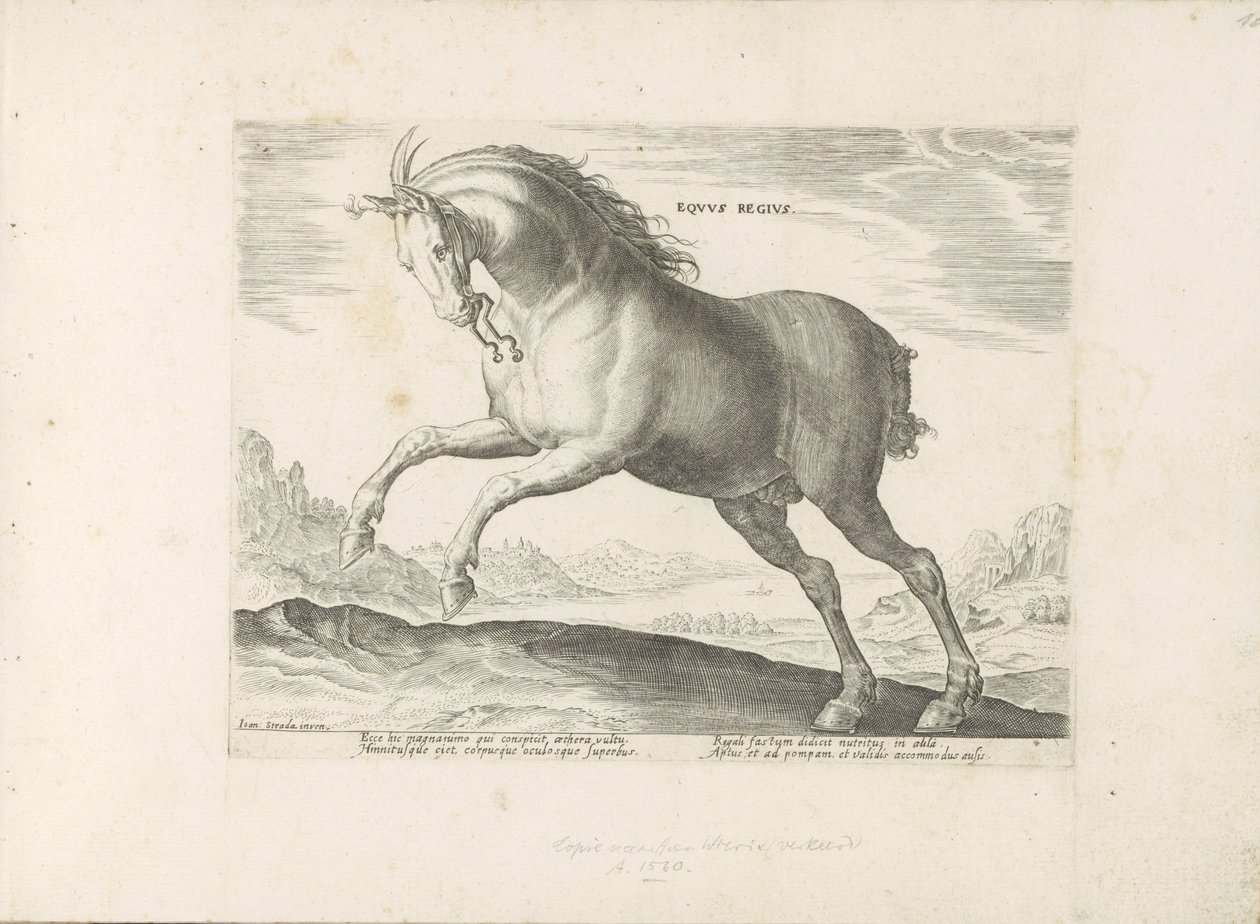 Paard van het ras Royal Horse (de Koninklijke) Den kongelige hest (titel på objekt) Paardenrassen uit de Koninklijke stallen van Don Juan van Austria (serietitel) En hest, hvor alle slags adelige: kendetegnet ved manerer af heste fra forskellige dele af ve af Anonymous