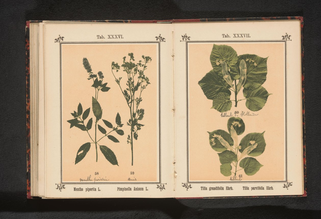 Pebermynte og anis Mentha piperita L. Pimpinella Anisum L. (titel på objekt) af Anonymous
