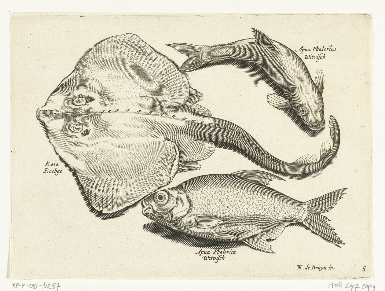 Rokke, brasen og hvidfisk Libelivs diverse Genera piscium complectens (serietitel) Ferskvandsfisk, havfisk, frøer, krebsdyr og havdyr (serietitel) af Anonymous