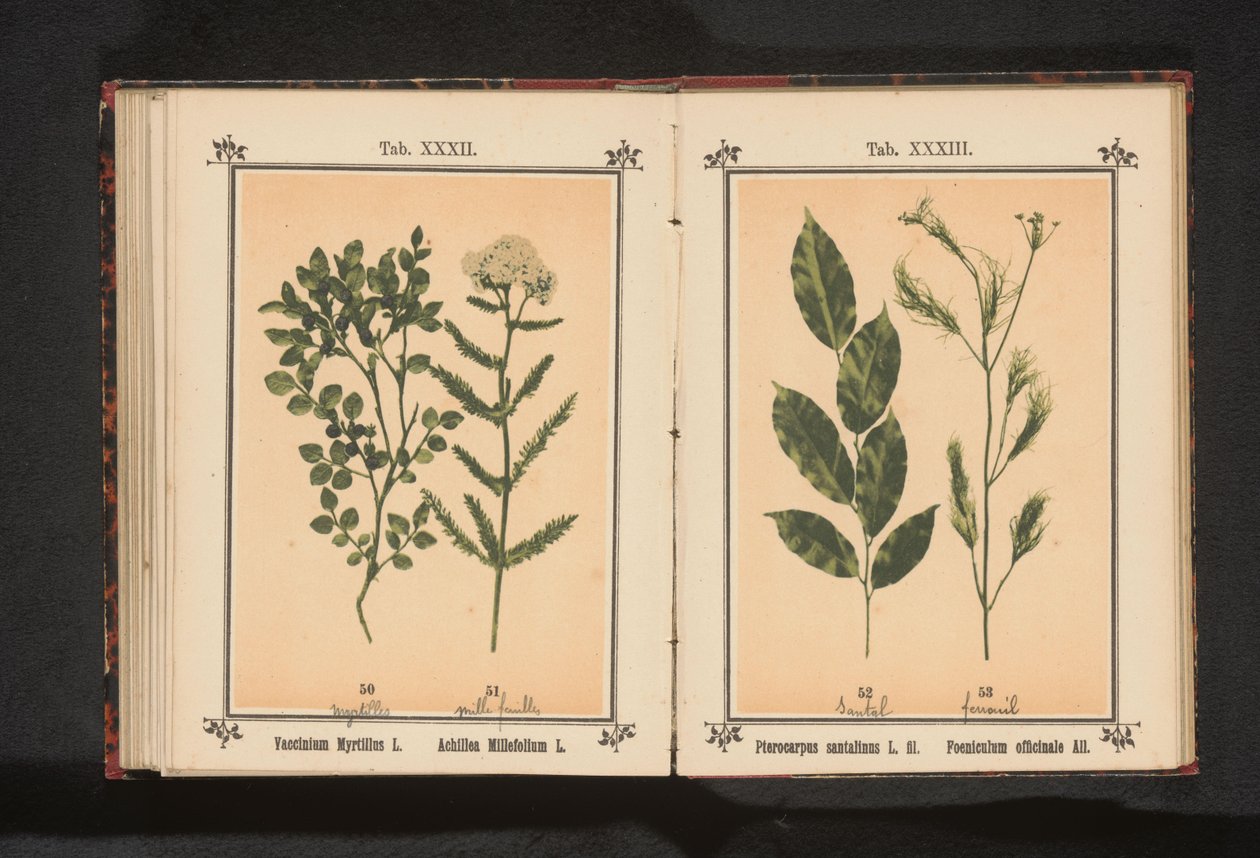 Rød sandeltræ og fennikelurt Pterocarpus santalinus L. fil. Foeniculum officinale Al.. (titel på objekt) af Anonymous