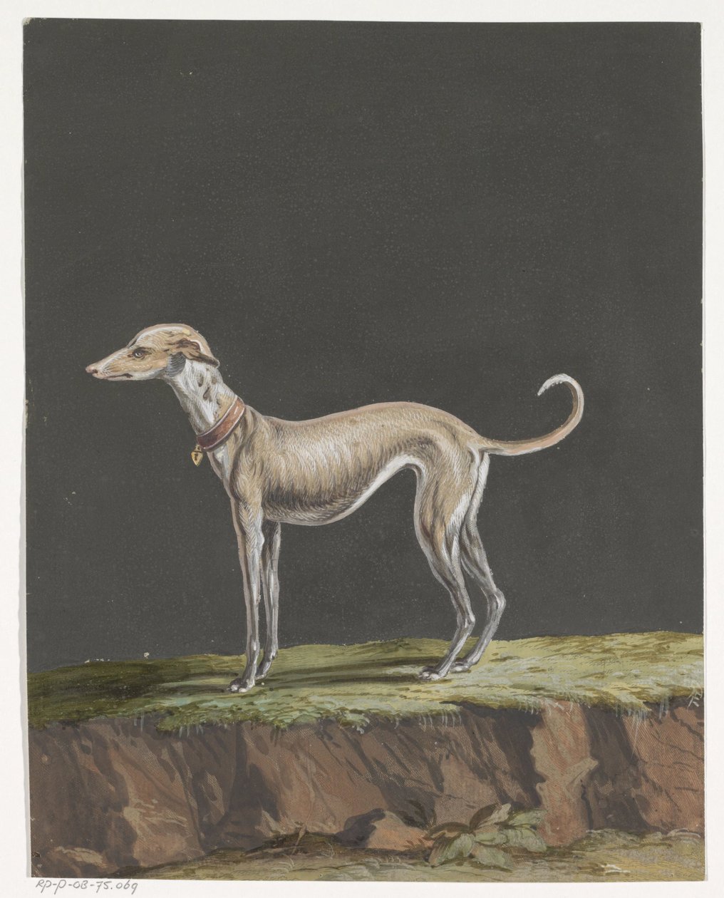 Stående greyhound til venstre af Anonymous