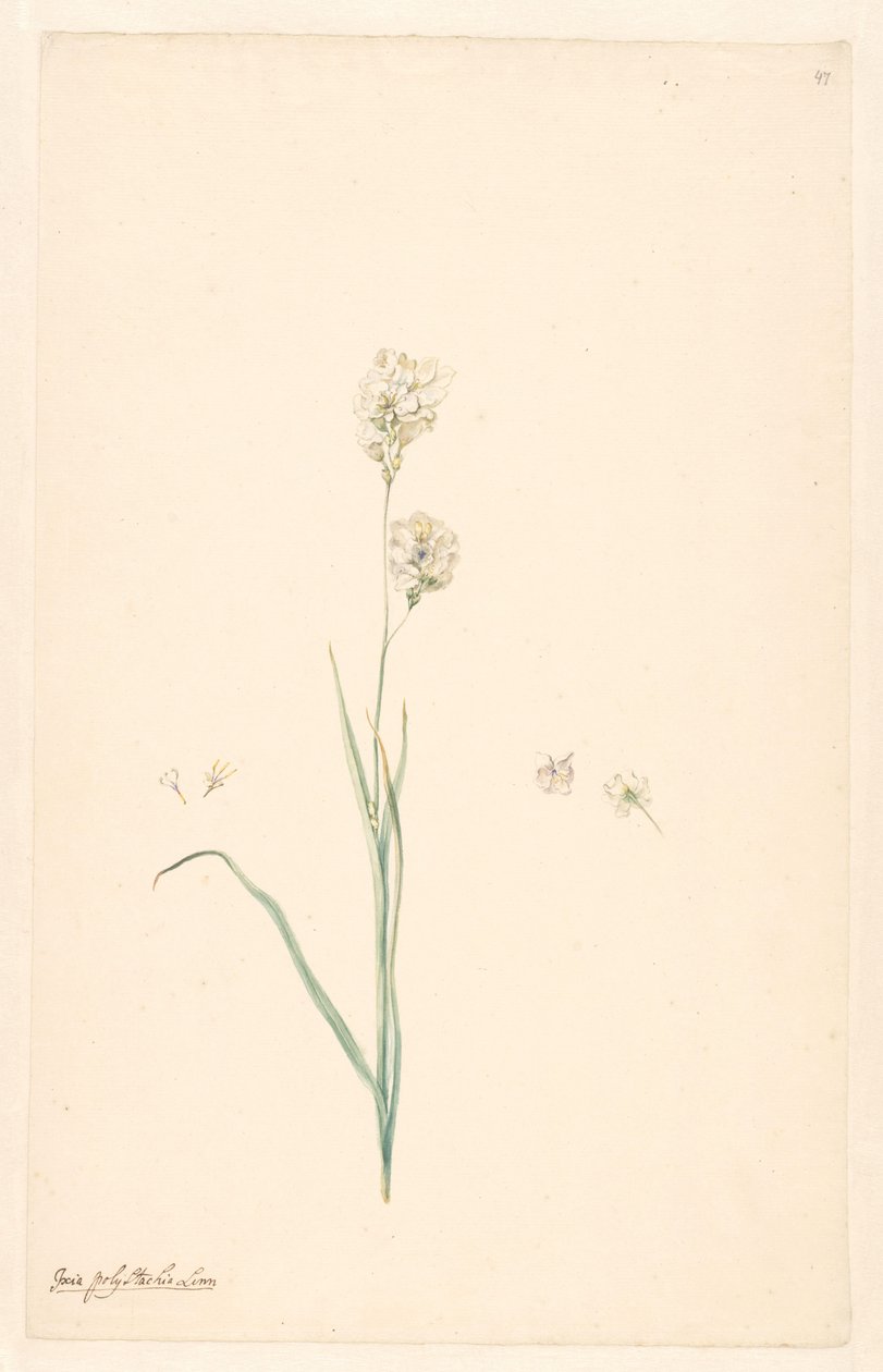 Gren af ​​Ixia polystachya med pistil og blomsterdetaljer af Anonymous
