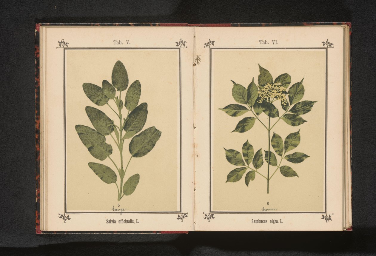Gren af ​​en rigtig vismand Salvia officinalis. L. (titel på objekt) af Anonymous