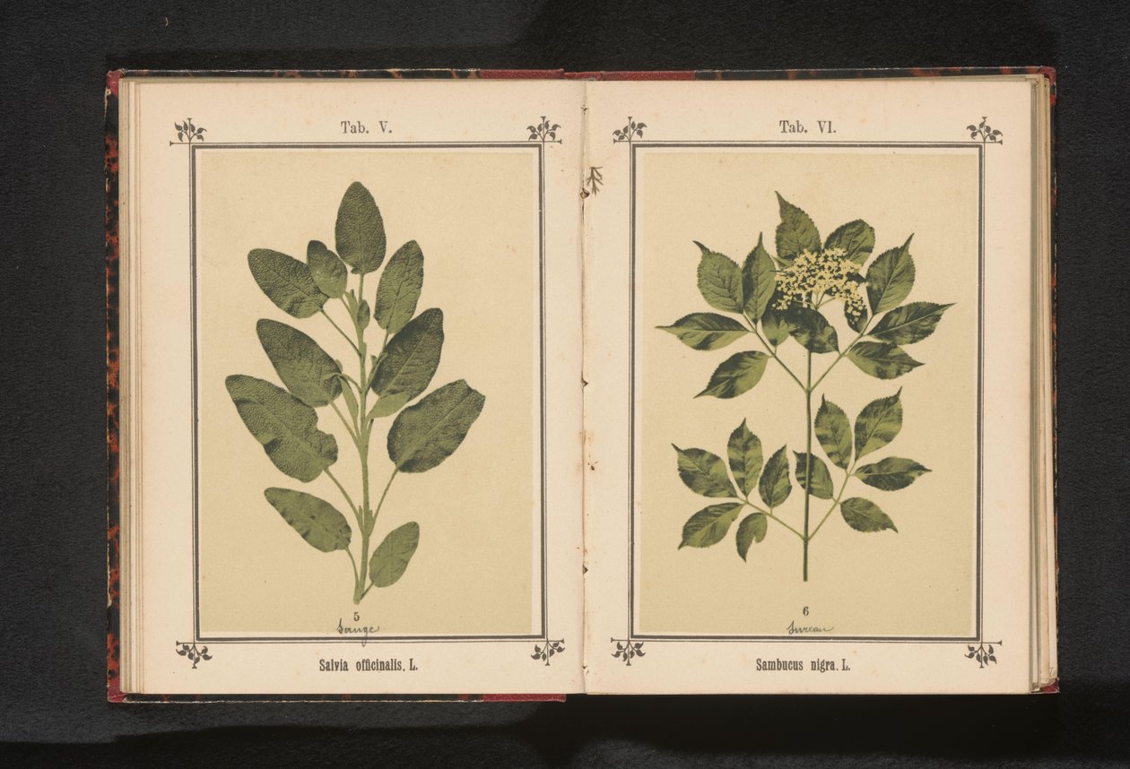 Gren af ​​en almindelig ældste Sambucus nigra. L. (titel på objekt) af Anonymous
