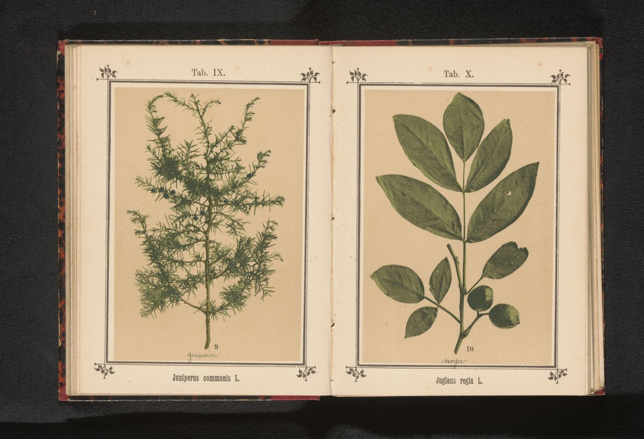 Gren af ​​en enebær Juniperus communis L. (titel på objekt) af Anonymous