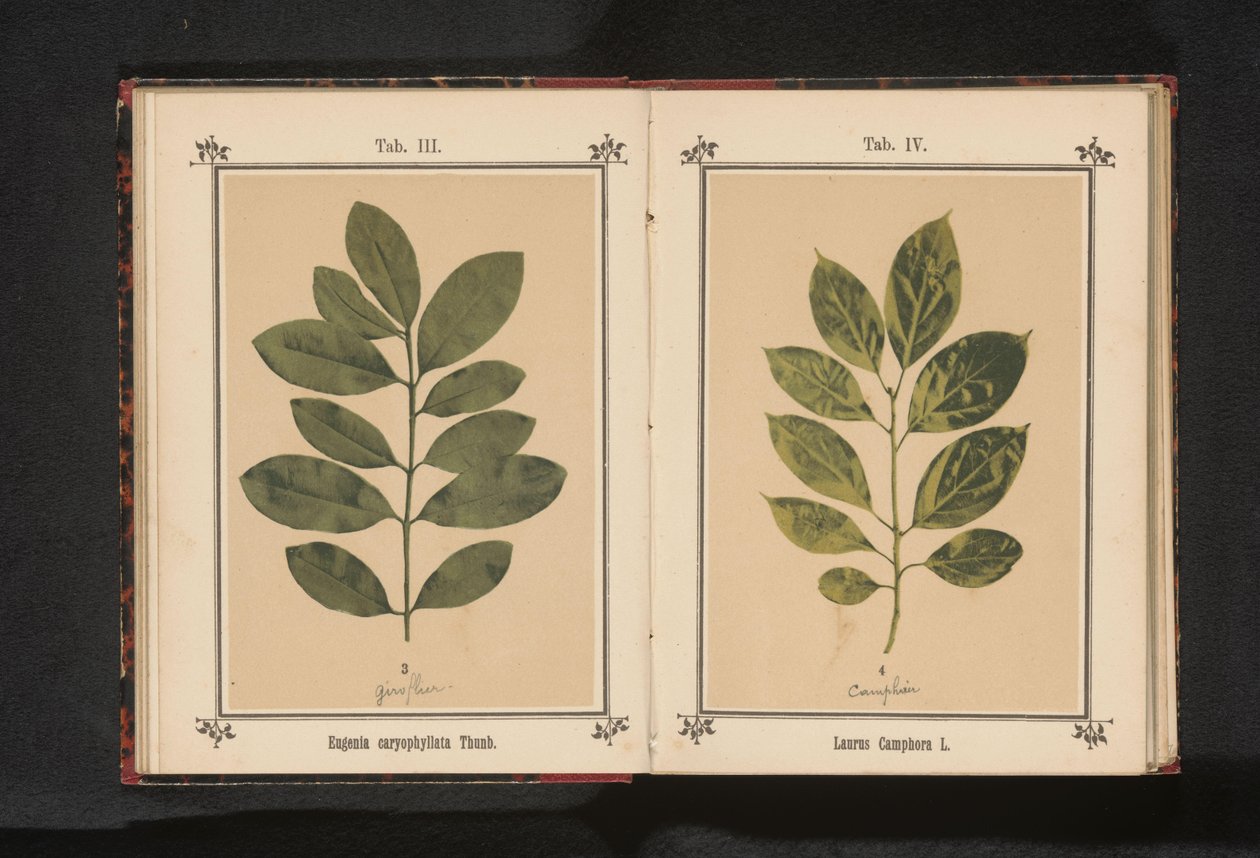 Gren af ​​et kamfertræ Laurus Camphora L. (titel på objekt) af Anonymous