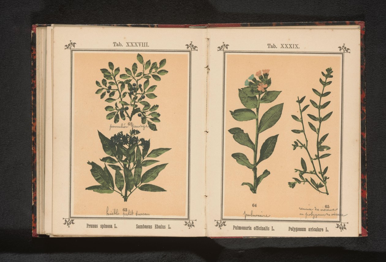 Gren af ​​en sorttorn og en urtehylde Prunus spinosa L. Sumbucus Ebulus L. (titel på objekt) af Anonymous