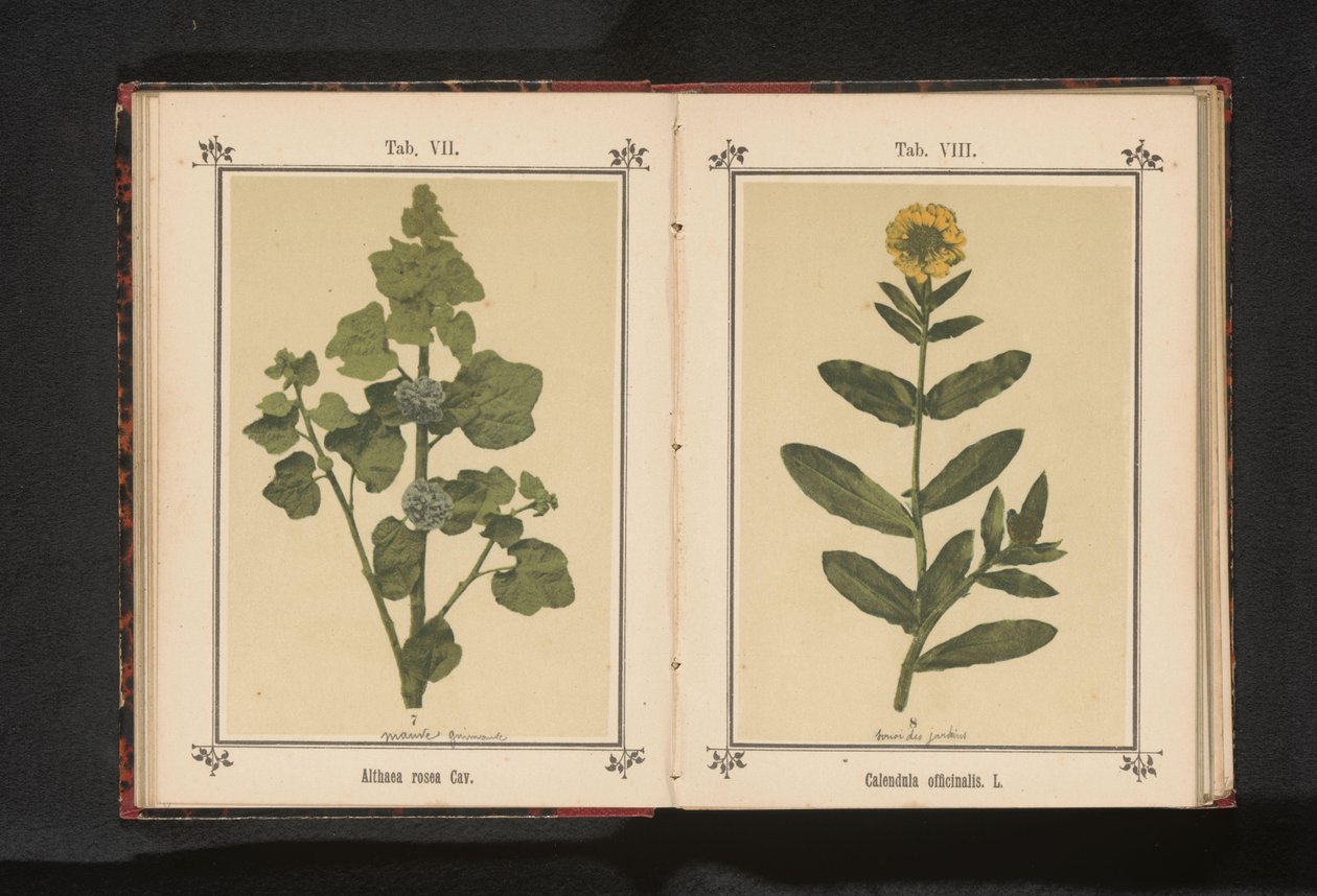 Gren af ​​en stokrose Althaea rosea Cav. (titel på objekt) af Anonymous