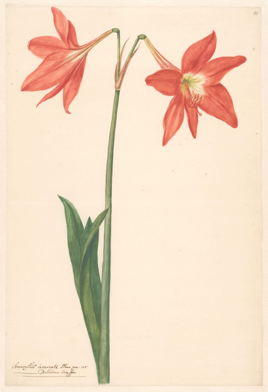 Tak van rode amaryllis af Anonymous