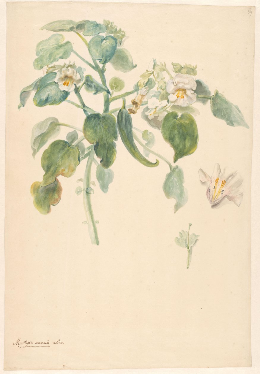 Hvid katteklo-gren med pistil og blomsterdetaljer af Anonymous