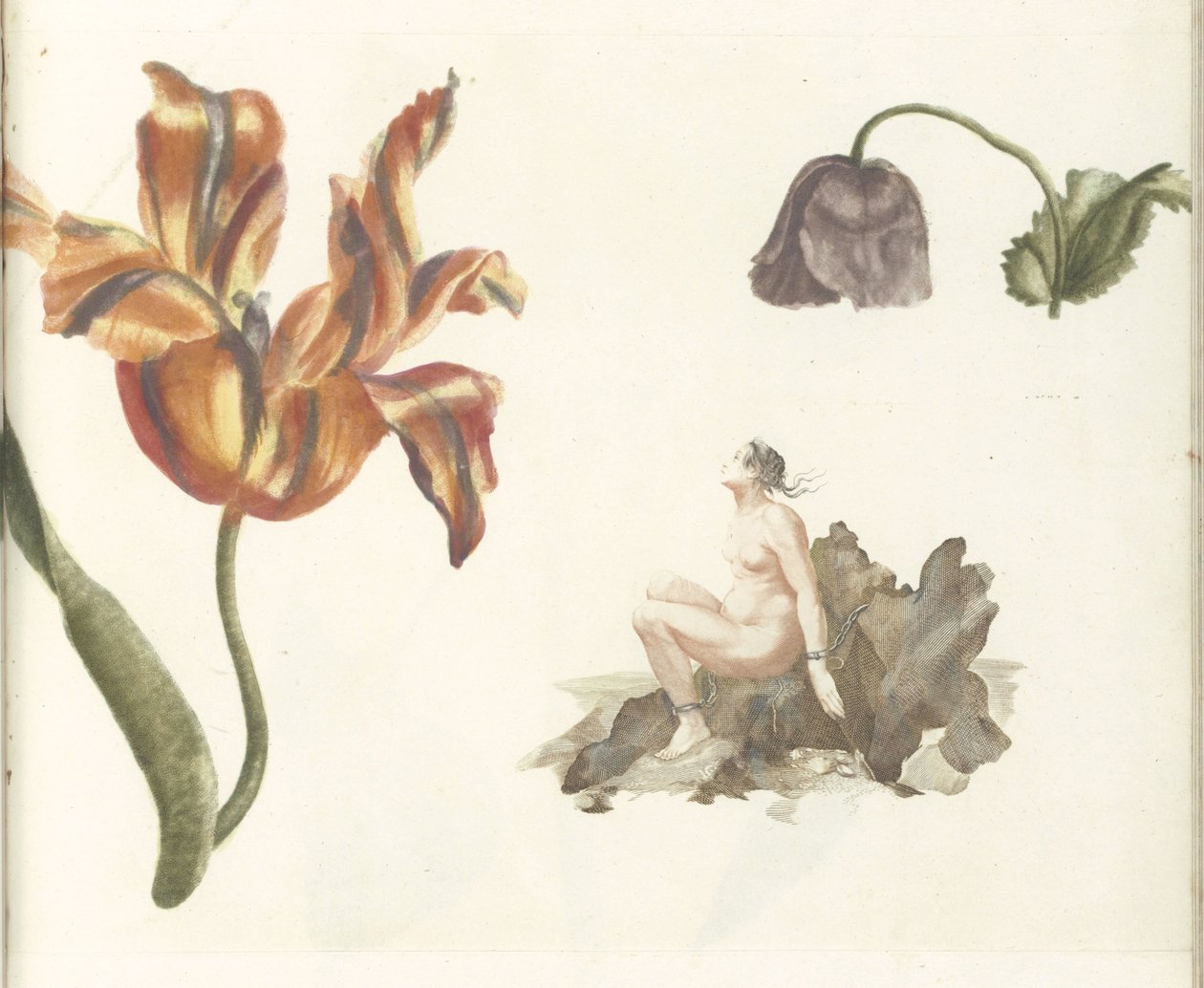 Tulipan, valmue og Andromeda af Anonymous