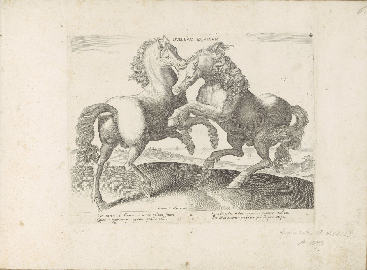 Twee vechtende paarden Horse Duel (titel på objekt) Hesten, hvor alle slags adelige: hestes opførsel adskilt fra forskellige dele af verden udvalgt (...) (serietitel på objekt) af Anonymous