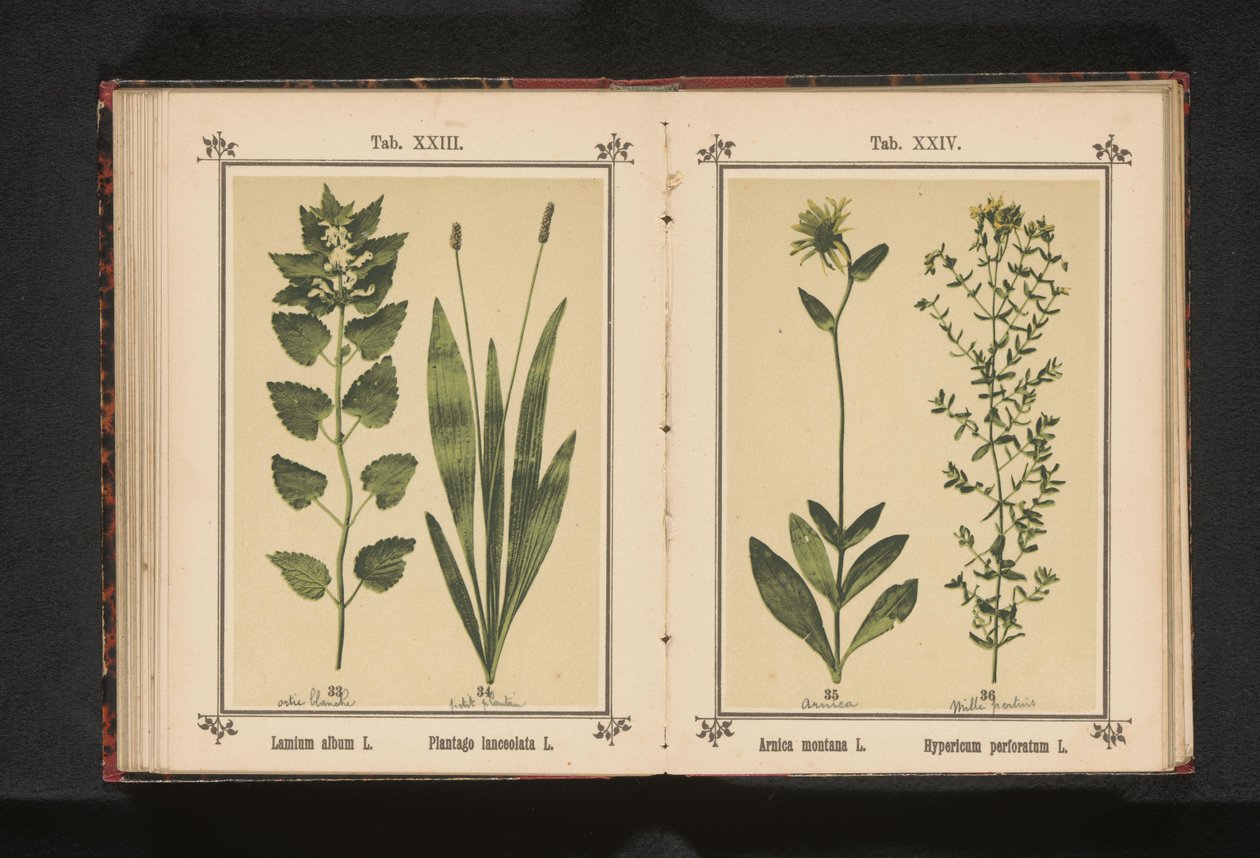 Arnica og perikon Arnica montana L. Hypericum perforatum L. (titel på objekt) af Anonymous