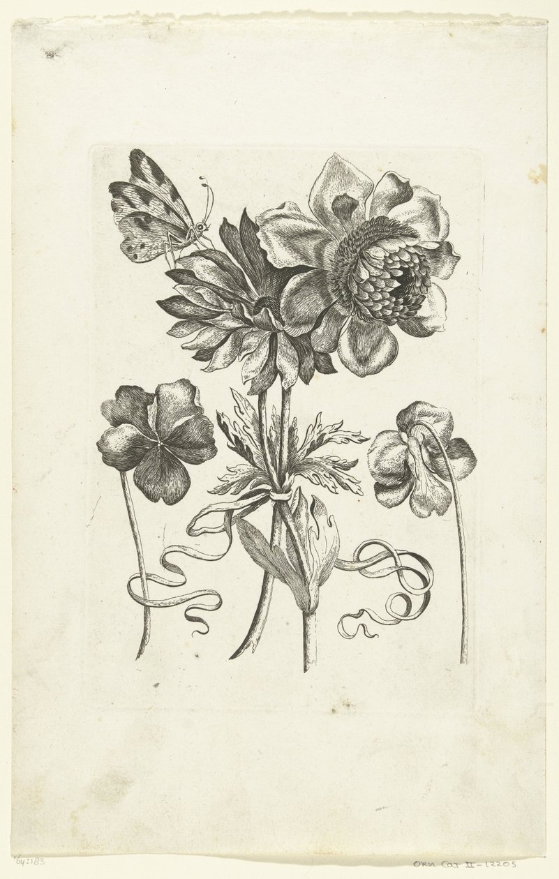 Fire blomster, heraf to violer Novae Florum Icones (serietitel) af Anonymous