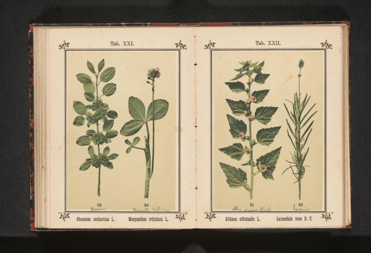 Wedgedoorn og vandtørre blade Rhamnus cathartica L. Menyanthes trifoliata L. (titel på objekt) af Anonymous