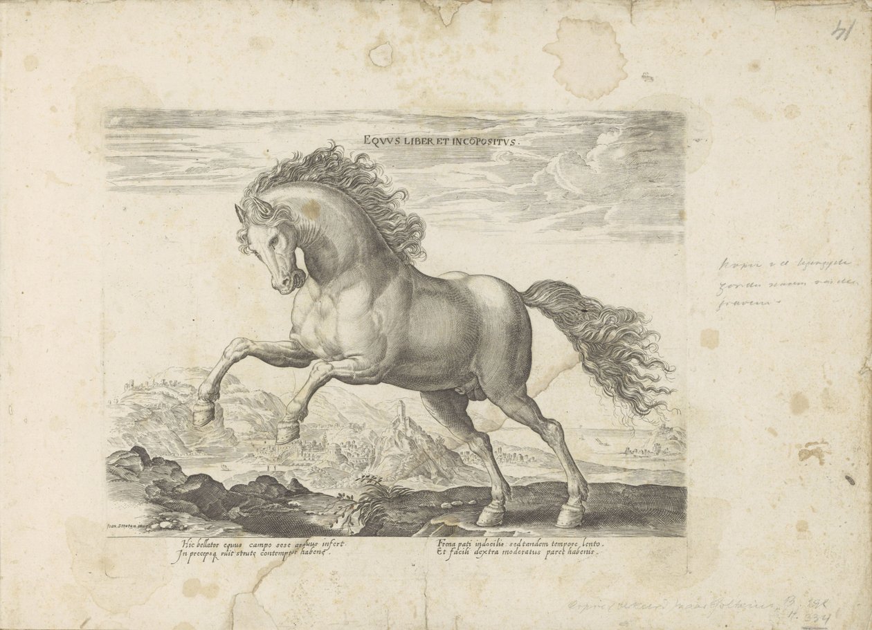 Vild hest Equus Liber et Incopositus (titel på objekt) Hesten, hvor alle slags adelige: hestes opførsel adskilt fra forskellige dele af verden udvalgt (...) (serietitel på objekt) af Anonymous