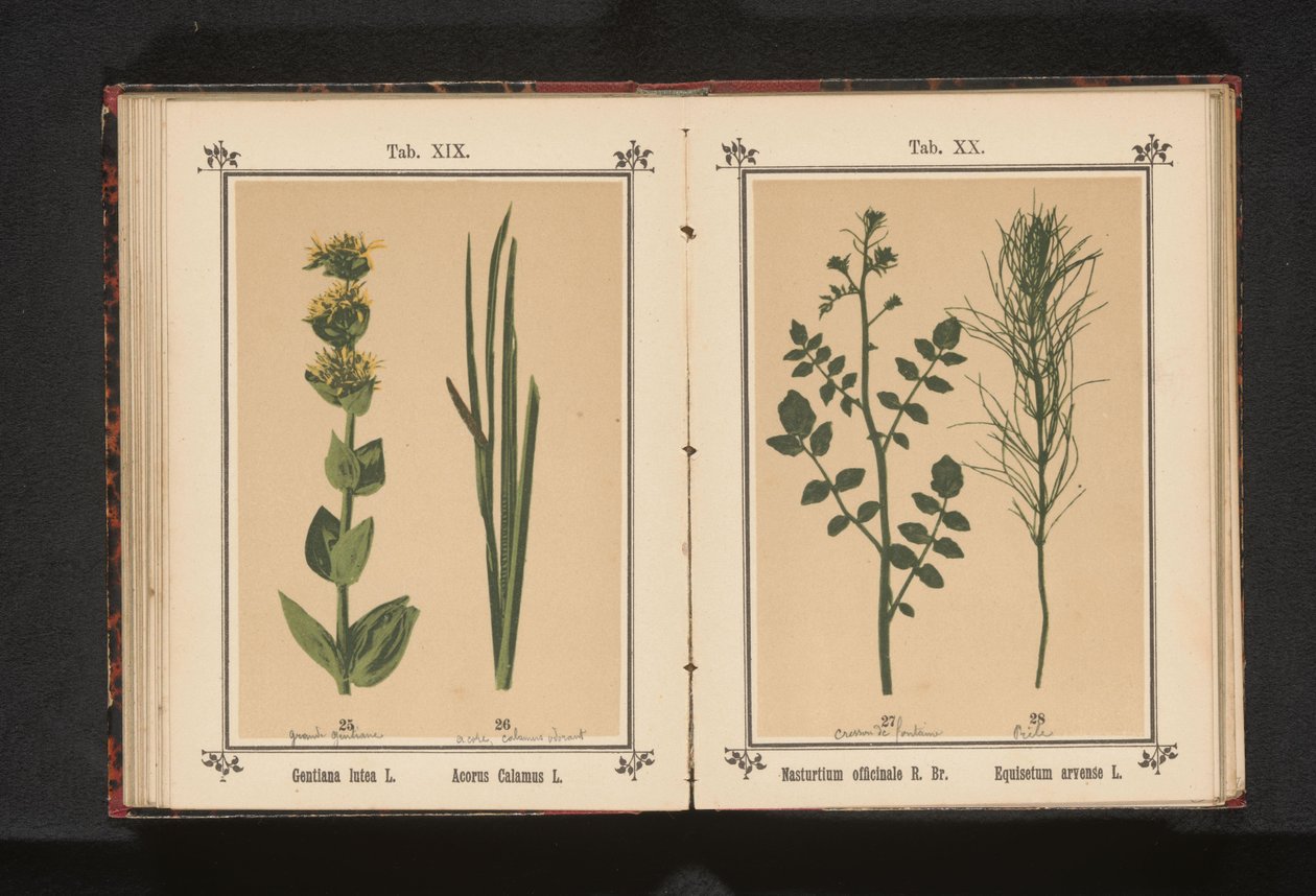 Hvid brøndkarse og padderok Nasturtium officinale R. Br. Equisetum arvense L. (titel på objekt) af Anonymous