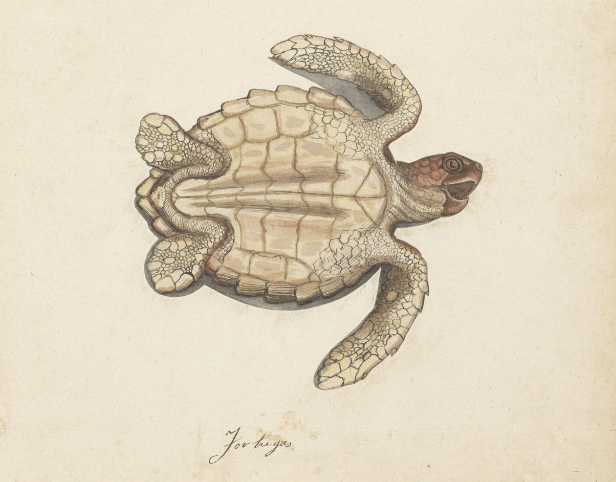 Havskildpadde Tortugas (titel på objekt) Lombard album (serietitel) af Anonymous