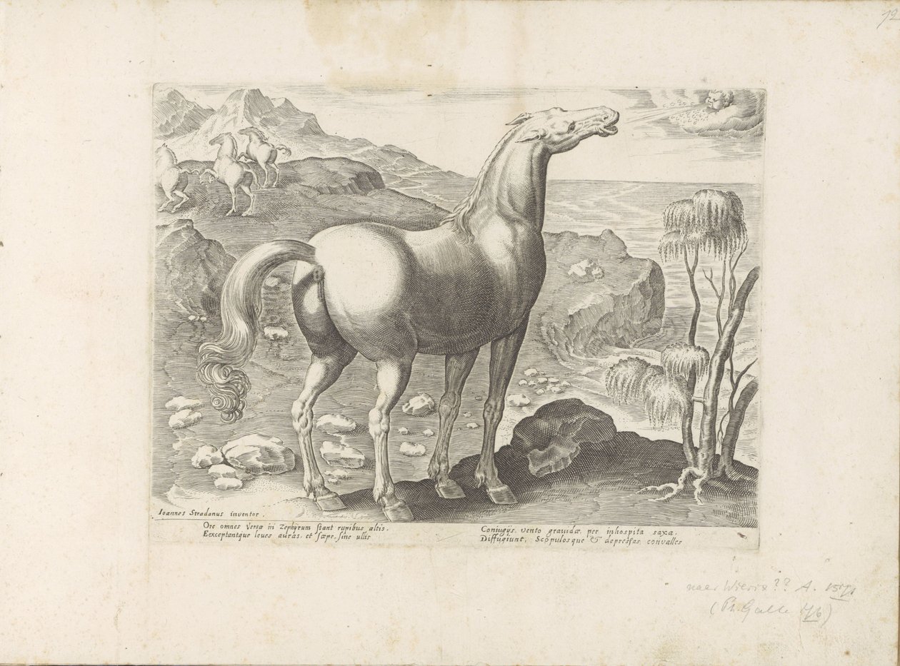Zephyrus er en glædelig frugt Paardenrassen uit de Koninklijke stallen van Don Juan van Austria (serietitel) Hesten, hvor alle slags adelige: hestes opførsel adskilt fra forskellige dele af verden udvalgt (...) (serietitel på objekt) af Anonymous