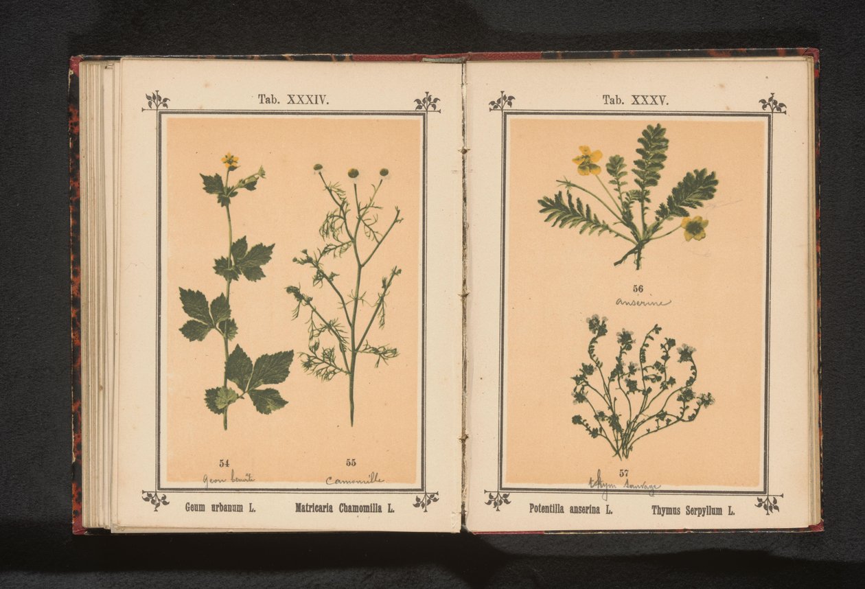 Sølvren og lille timian Potentilla anserina L. Thymus Serpyllum L. (titel på objekt) af Anonymous