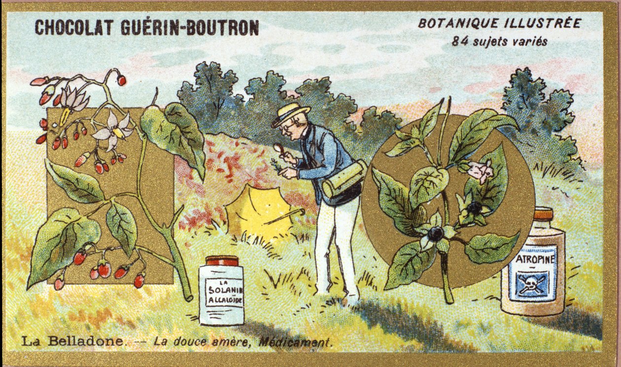 Belladonna: den søde bitre, medicin. Gravering (chromo). Reklamekromolitografi for Guerin-Boutron-chokolader, slutningen af det 19. århundrede. Illustree Botanisk Serie. af Anonymous Anonymous