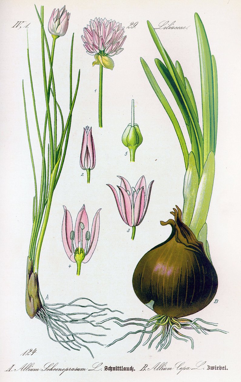 Botanisk bord: Allium schoenoprasum (purløg) og allium cepa (løg). Tavle 29. Privat Samling af Anonymous Anonymous
