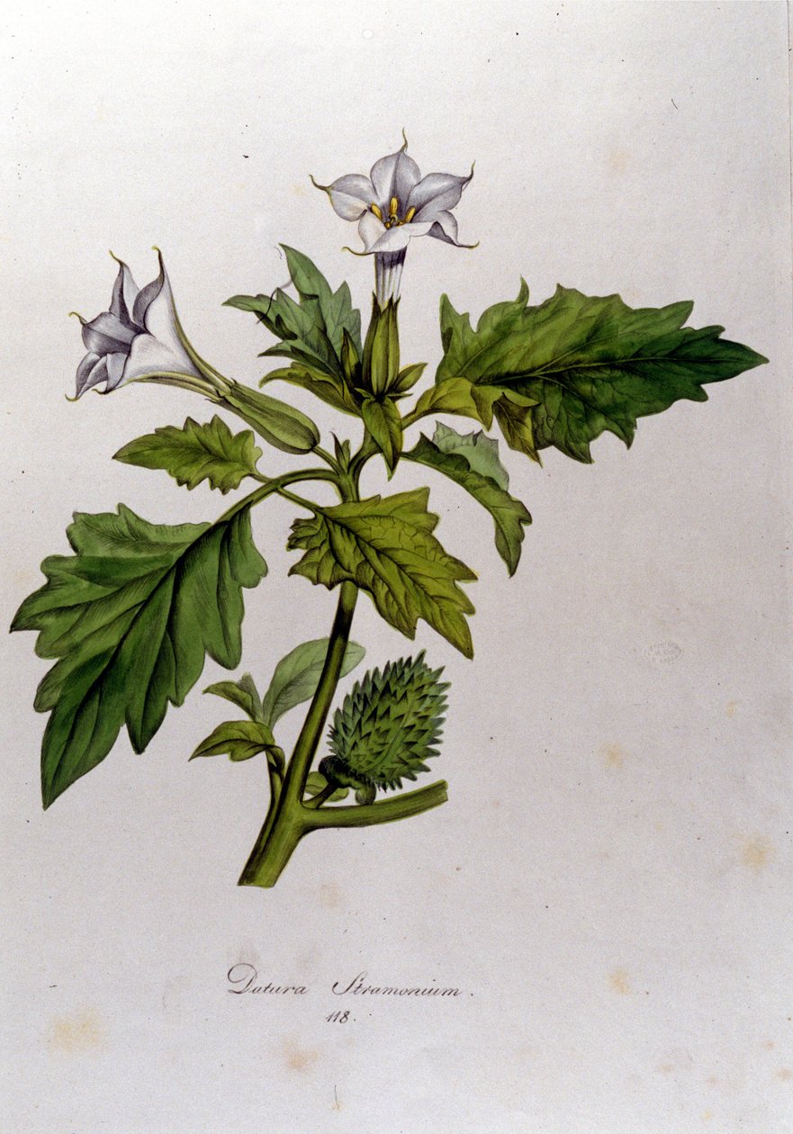 Botanisk tavle: Datura Stramonium (Datura stramoine eller stramoine officinale). Indgravering i "Flora Monacensis" af Franz von Paula Schrank (1747-1835), tysk naturforsker, Monaco 1816. af Anonymous Anonymous