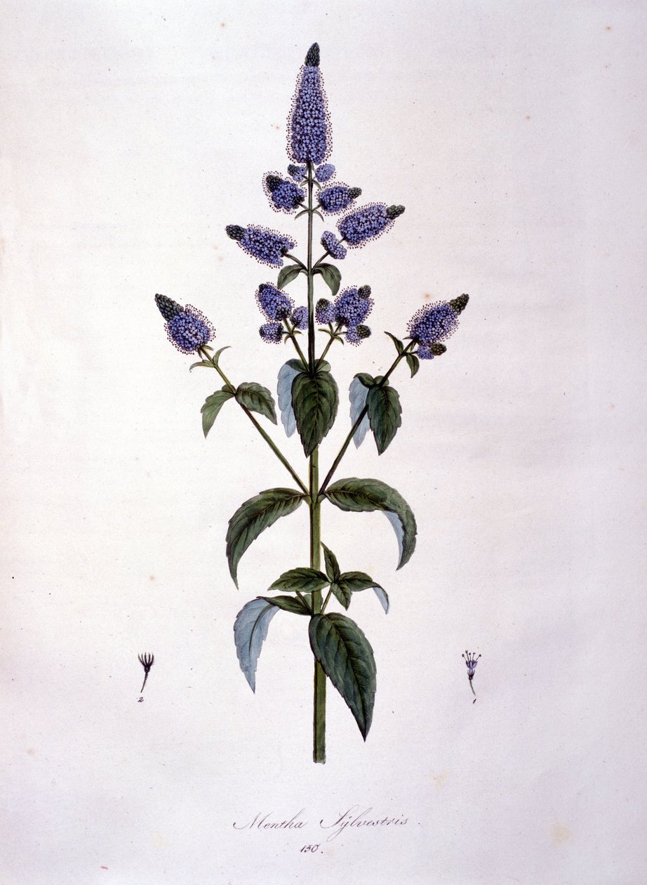 Botanisk tavle: vild mynte (mentha sylvestris). 1800-tals gravering. af Anonymous Anonymous