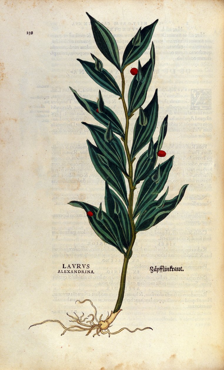 Botanisk plade: Laurus alexandrina (Laurier d