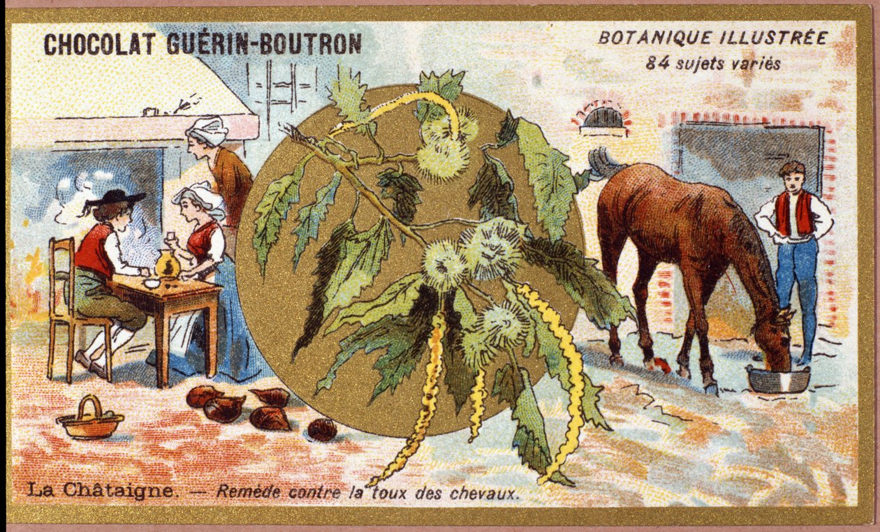 La Chestaigne: afhjælpe hestes hoste. Gravering (kromo). Reklamekromolitografi for Guerin-Boutron-chokolader, slutningen af det 19. århundrede. Illustree Botanisk Serie. af Anonymous Anonymous