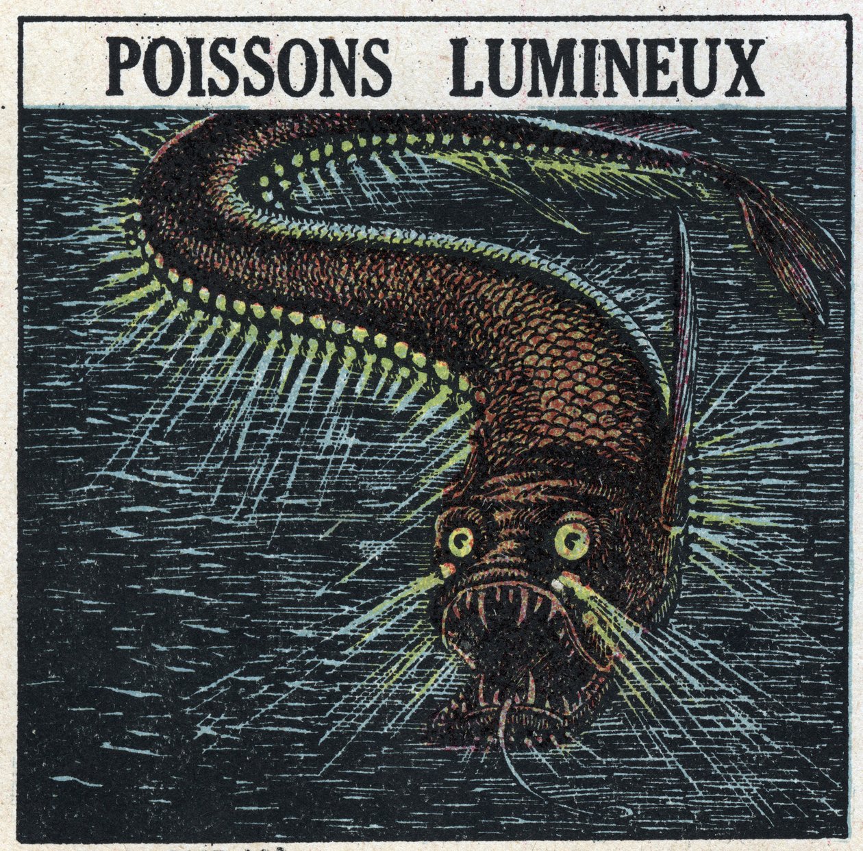 Fosforescens: lysende fisk. Anonym illustration fra 1925. Privat samling. af Anonymous Anonymous