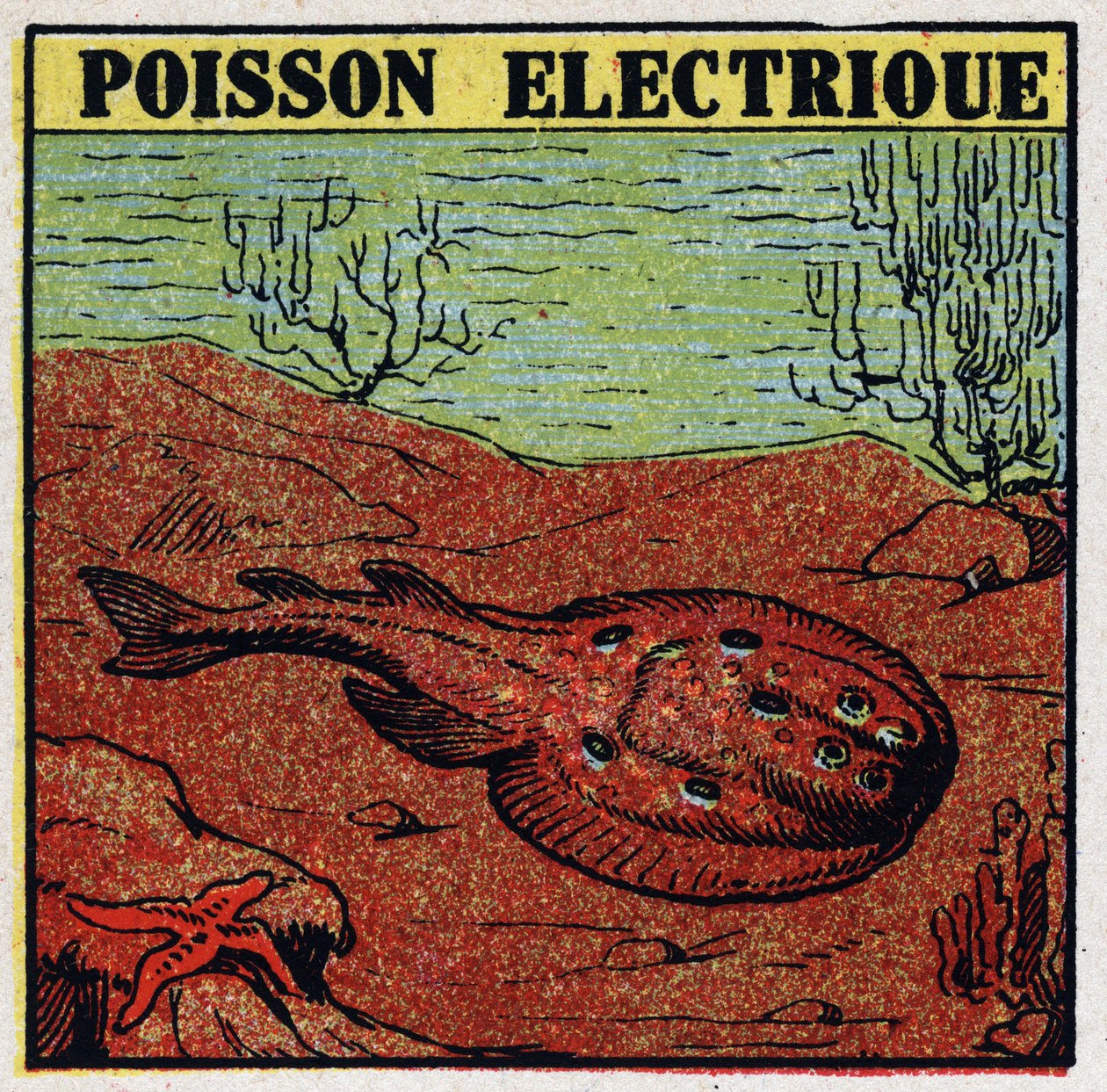 Fysiologiske virkninger af elektrit: elektrisk fisk. Anonym illustration fra 1925. Privat samling. af Anonymous Anonymous