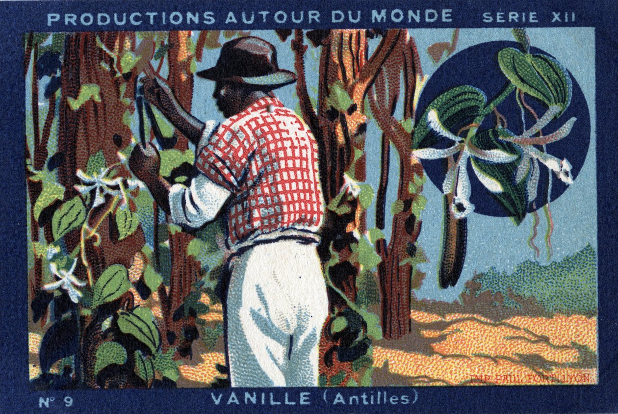 Produktioner over hele verden: Vanilla i Vestindien. Chromolithography fra 1933 i "" Joseph-Milliat Album"" af Anonymous Anonymous