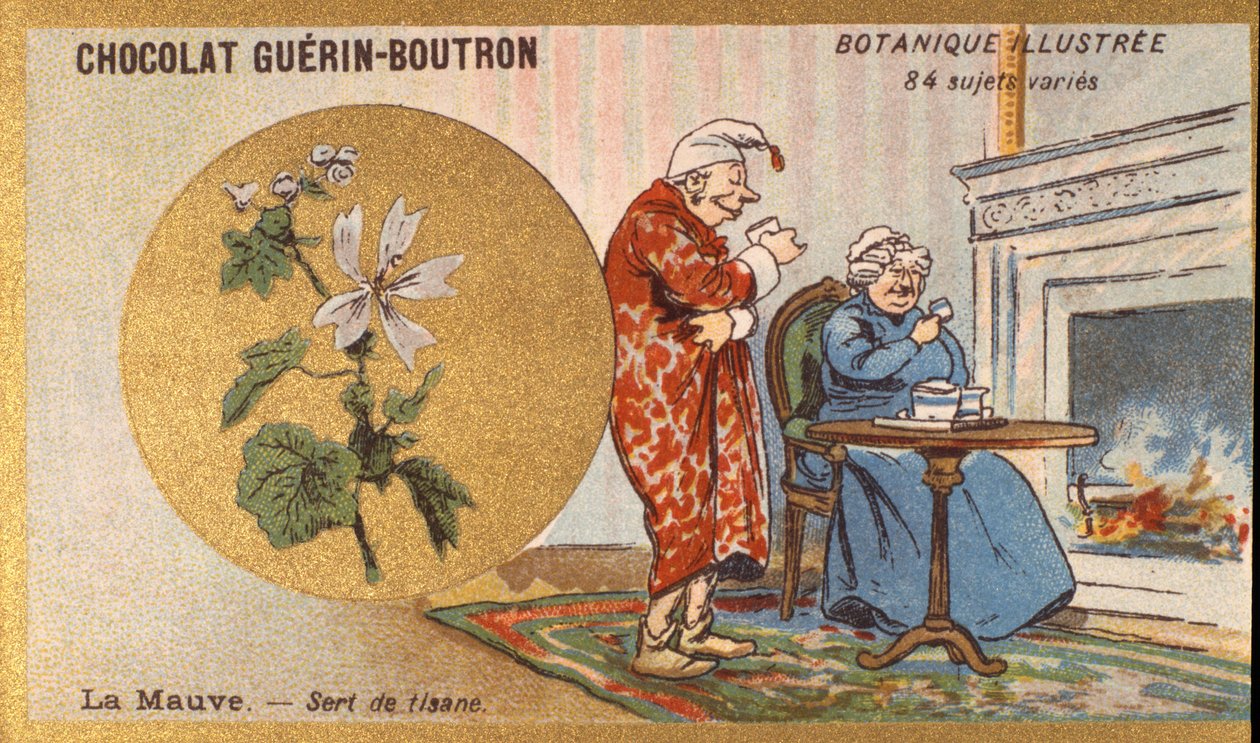 Lilla er en urtete. Gravering (chromo). Reklamekromolitografi for Guerin-Boutron-chokolader, slutningen af det 19. århundrede. Illustree Botanical Series. af Anonymous Anonymous