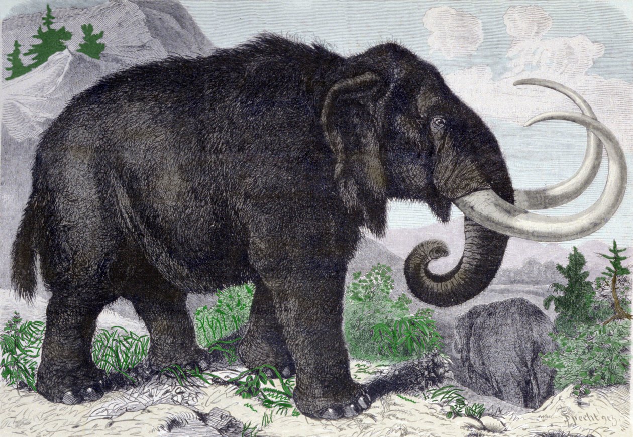 Repræsentation af en mammut. Rekonstitueret efter opdagelser af Adams, medlem af Sankt Petersborg Akademiet. Gravering fra 1867. . af Anonymous Anonymous