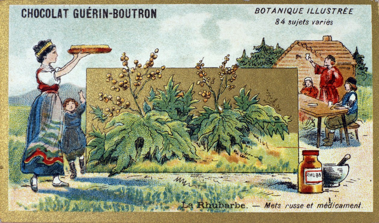 Rabarber: Russisk mad og medicin. Gravering (chromo). Reklamekromolitografi for Guerin-Boutron-chokolader, slutningen af det 19. århundrede. Illustree Botanisk Serie. af Anonymous Anonymous