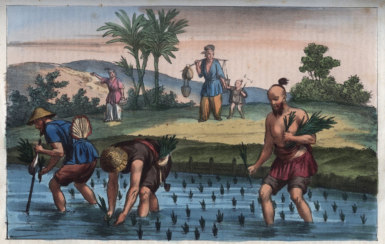 Risplantage, Kina (la ris) - indgravering fra "" Skikke og traditioner for alle mennesker i universet. Det vil sige historien om regeringen, lovene, militsen, om alle nationers religion fra de fjerneste tider til i dag "1856 af Anonymous Anonymous