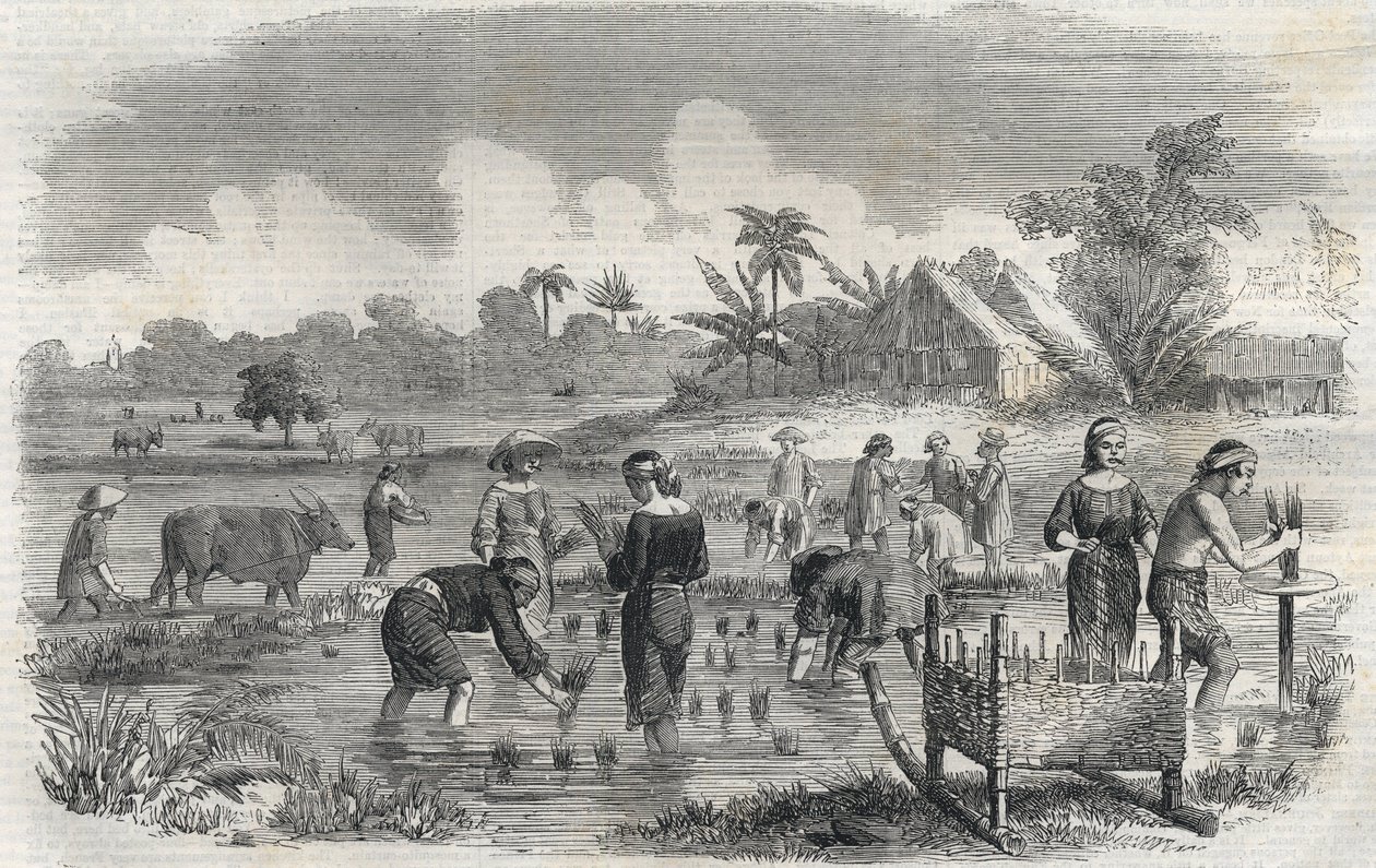Risdyrkning i Manila (Manilla) i Filippinerne i 1864. (Plantering af ris i Manilla) Anonym gravering. Privat samling. af Anonymous Anonymous