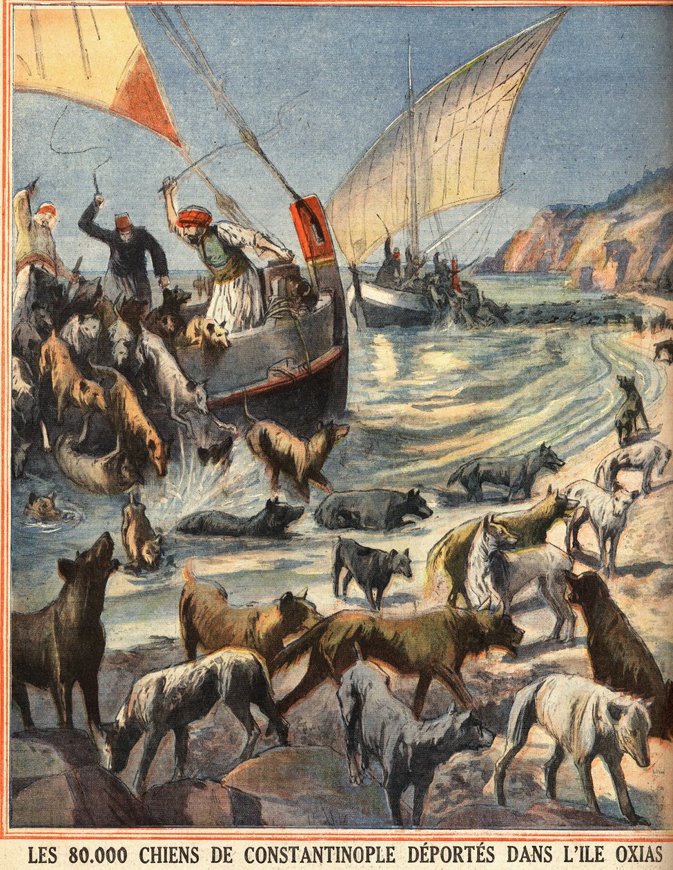 De 80.000 herreløse hunde fra Konstantinopel (Istanbul, Tyrkiet) rejser til øen Oxias. Indgravering i "" Le petit parisien"" den 07/08/1910. Privat samling. af Anonymous Anonymous