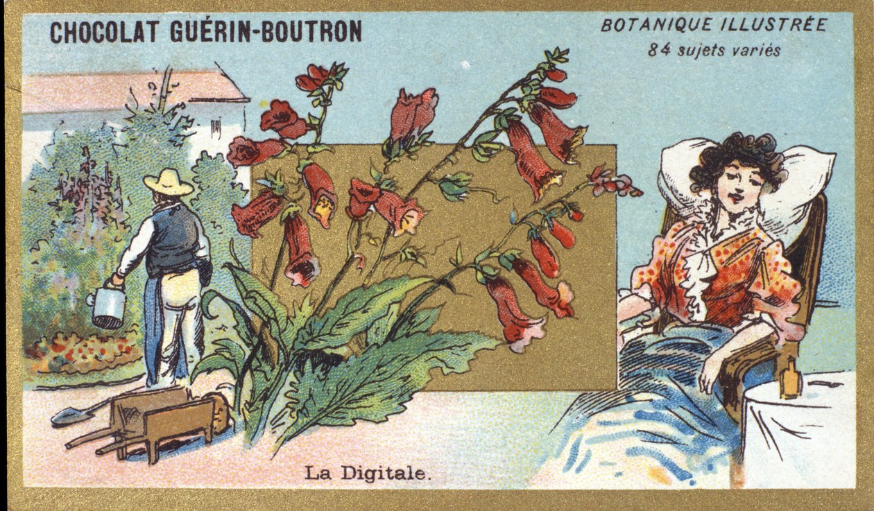Det digitale. Gravering (chromo). Reklamekromolitografi for Guerin-Boutron-chokolader, slutningen af det 19. århundrede. Illustree Botanisk Serie. af Anonymous Anonymous