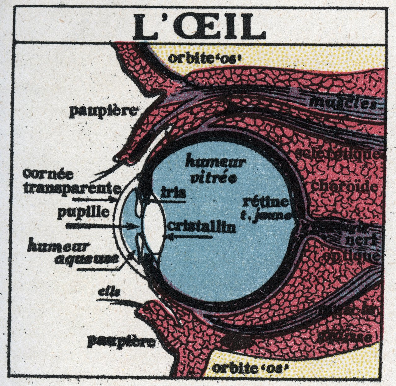 Øjet: tværsnit af et menneskeligt øje. Anonym illustration fra 1925. Privat samling. af Anonymous Anonymous