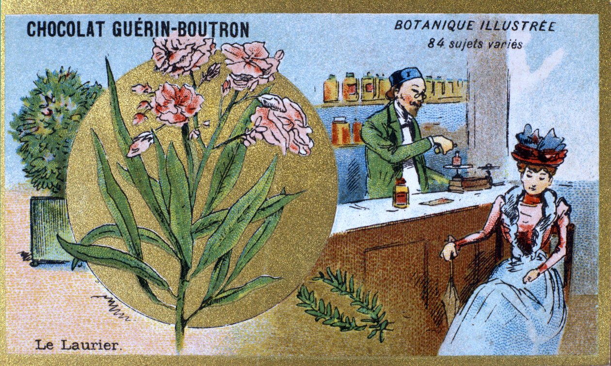Laurbæret. Gravering (chromo). Reklamekromolitografi for Guerin-Boutron-chokolader, slutningen af det 19. århundrede. Illustree Botanisk Serie. af Anonymous Anonymous