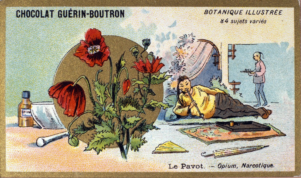Valmuen: opium, narkotisk. Gravering (chromo). Reklamekromolitografi for Guerin-Boutron-chokolader, slutningen af det 19. århundrede. Illustree Botanisk Serie. af Anonymous Anonymous